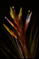 Tillandsia botterii